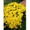 Саженец хризантемы мультифлора - Бранкроун №11 (Brancrown №11)