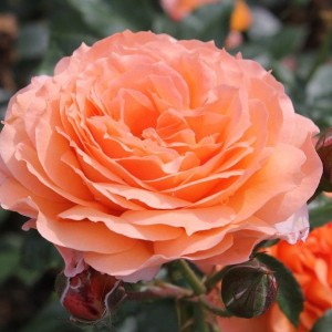 Саженец чайно-гибридной розы Бельведе