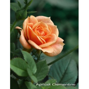 Саженец спрей розы Клементина (Clementine)