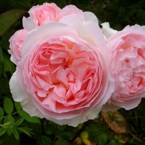 Саженец английской розы Эглантин (Eglantyne)