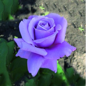 Саженец чайно-гибридной розы Голубой Нил (Blue Nile)