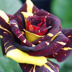Саженец чайно-гибридной розы Фокус-Покус (Hocus Pocus)