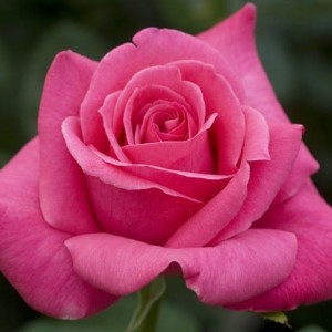 Саженец чайно-гибридной розы Каприз дэ Мейян