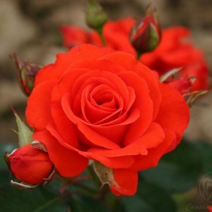 Саженец розы флорибунды Корас (Chorus)