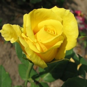 Саженец чайно-гибридной розы Ландора (Landora)