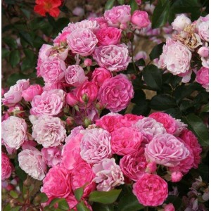 Саженец почвопокровной розы Пинк Флорилэнд (Pink Floriland)