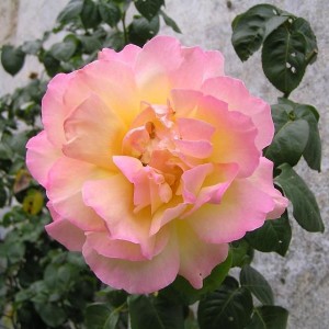 Саженец плетистой розы Глория Дэй (Gloria Dei)