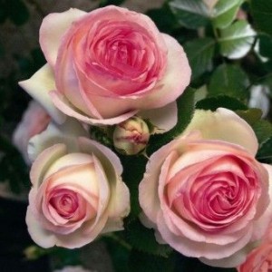 Саженец плетистой розы Пьер де Ронсар (Pierre De Ronsard)