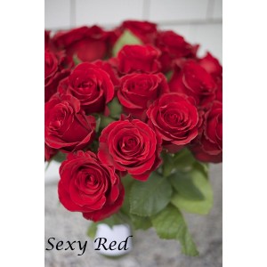 Саженец чайно-гибридной розы Секси Рэд