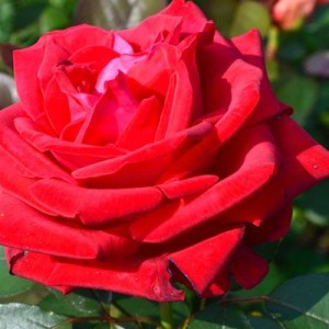 Саженец чайно-гибридной розы Софи Лорен