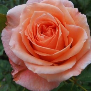 Саженец чайно-гибридной розы Сусанна