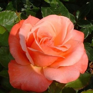 Саженец штамбовой розы Сильве Джюбилей (Silver Jbuilee)