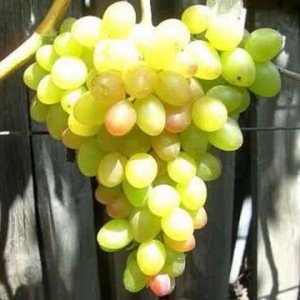 Саженец винограда Ахиллес (Ранний/Белый)