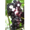 Саженец винограда Али-Баба (Ранний/Фиолетовый)