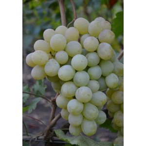 Саженец винограда Антоний Великий - Кишмиш (Средний/Белый)