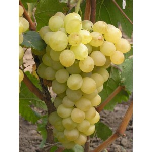 Саженец винограда Аркадия (Ранний/Белый)
