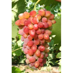Саженец винограда Арочный - Кишмиш (Ранний/Красный)