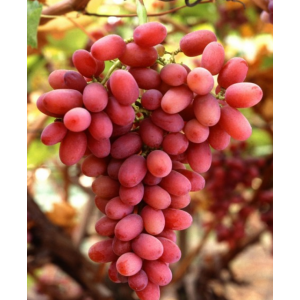 Саженец винограда Багровый (Ранний/Розовый)
