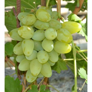 Саженец винограда Бажена (Ранний/Белый)