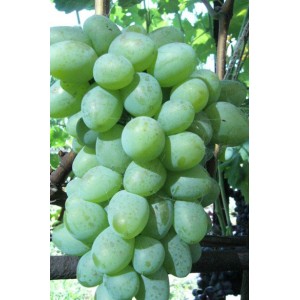 Саженец винограда Белый Кокл (Ранний/Белый)