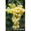 Саженец винограда Болгария (Ранний/Белый)