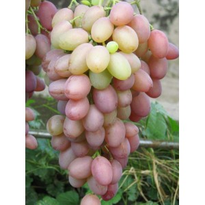 Саженец винограда Денал - Кишмиш (Ранний/Розовый)