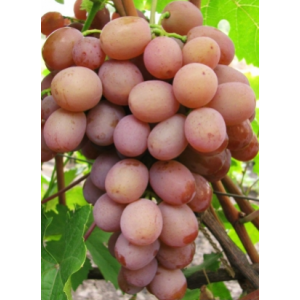 Саженец винограда Хамелеон (Ранний/Розовый)
