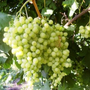Саженец винограда Инга (Ранний/Белый)
