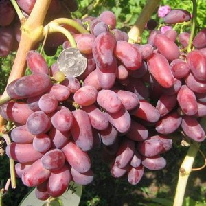 Саженец винограда Изюминка (Ранний/Розовый)