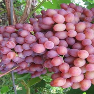 Саженец винограда К-М Находка - Кишмиш (Ранний/Красный)