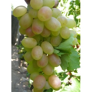 Саженец винограда Кеша (Ранний/Белый)