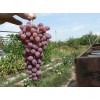 Саженец винограда Аксайский - Кишмиш (Ранний/Розовый)