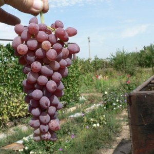 Саженец винограда Аксайский - Кишмиш (Ранний/Розовый)