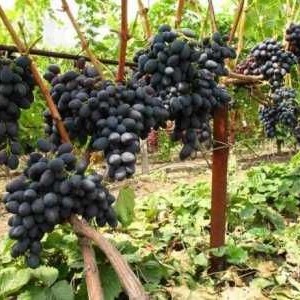 Саженец винограда Аленушка - Кишмиш (Средний/Черный)
