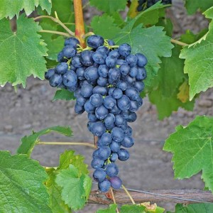 Саженец винограда Аттика - Кишмиш (Ранний/Черный)