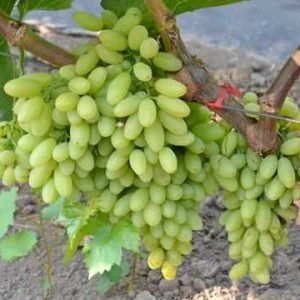 Саженец винограда Столетие - Кишмиш (Ранний/Белый)