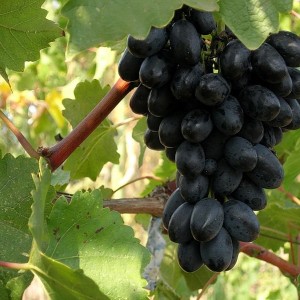 Саженец винограда Кодрянка (Ранний/Фиолетовый)