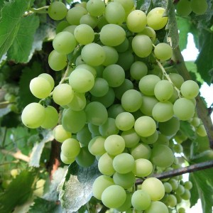 Саженец винограда Кристалл (Ранний/Белый)