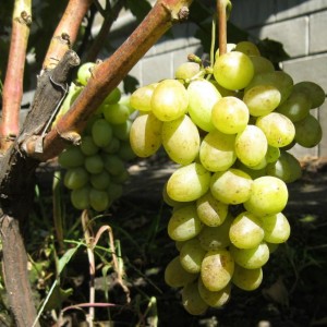Саженец винограда Ладанный (Ранний/Белый)