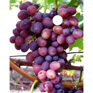Саженец винограда Лелик (Ранний/Фиолетовый)