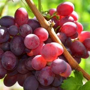 Саженец винограда Памяти Отца (Средний/Красный)