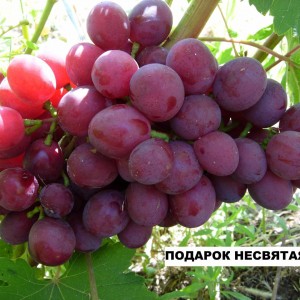 Саженец винограда Подарок Несветая (Ранний/Красный)