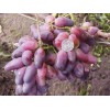Саженец винограда Ромео - Кишмиш (Средний/Фиолетовый)