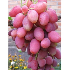 Саженец винограда Розалинда (Ранний/Розовый)