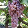 Саженец винограда Розовый Жемчуг (Ранний/Розовый)