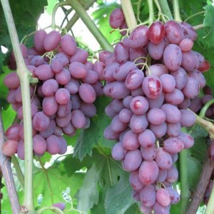 Саженец винограда Румба (Ранний/Розовый)
