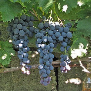Саженец винограда Страшенский (Средний/Черный)
