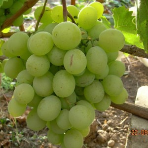Саженец винограда Талисман (Средний/Белый)