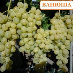 Саженец винограда Ванюша (Ранний/Белый)