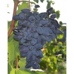 Саженец винограда Викинг (Ранний/Фиолетовый)